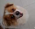 医治小狗嘴溃疡的方法都有哪些？