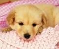 犬细小怎么治疗，犬细小的防止方式