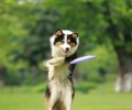 犬细小怎么治疗，犬细小的防止方式