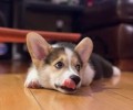 狗狗呕吐如何治疗 狗狗呕吐该怎么办