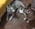 狗狗配种常见的三种方法详细介绍