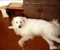 分辨小狗真伪怀孕的方法都有哪些？