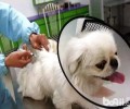 给狗狗绝育必须了解的事儿都有哪些？