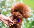 泰迪犬怎么补钙 泰迪犬补钙补锌方法