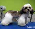 西施犬普遍疾病有哪些？西施犬常见病怎样预防？
