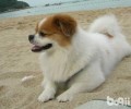 小狗胃肠疾病预防
