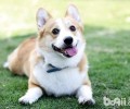 犬冠状病毒病症及治疗方法