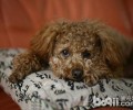 小狗得了犬心丝虫病该怎么办 犬心丝虫病如何治疗