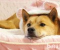狗狗肠炎该怎么办 狗狗肠炎治疗方法详细介绍