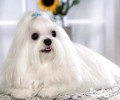 马尔济斯如何去眼泪？马尔济斯去眼泪方式