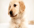 犬瘟中后期有哪些症状？犬瘟中后期病症