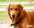 犬瘟并发症有什么特点？犬瘟并发症
