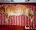 狗狗难产该怎么办？狗狗难产的应急措施