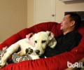 狗狗呕吐该怎么办？怎么会反胃？