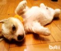 狗狗拉血是什么情况？有哪些难题？