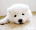 犬角膜炎的病症及治疗方法