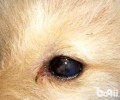 犬角膜炎的病症及治疗方法