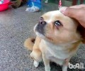 小狗狗泪水多是什么原因？小狗狗近期泪水多