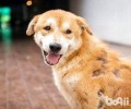 小狗的身上得了螨虫怎么治疗？