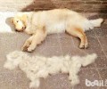母狗第一次来例假该怎么办？