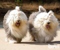 古代牧羊犬反胃怎么处理？