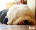 古代牧羊犬反胃怎么处理？
