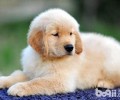 狗翻肠子该怎么办？狗翻肠子怎样预防？