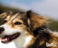 弓形虫病病症有什么？犬弓形虫病医治
