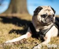 犬钩虫病会感染人吗？犬钩虫病如何治疗？
