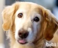 犬钩虫病会感染人吗？犬钩虫病如何治疗？