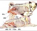 教你了解小狗泌尿系统？