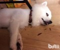 小狗狗入睡怎么会翻眼？