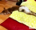 怎么判断小狗是否有膀胱结石？