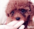 狗狗眼屎比较多该怎么办？眼泪怎么消除？