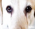 狗狗眼屎比较多该怎么办？眼泪怎么消除？