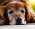 如何判断小狗是否得了犬瘟？
