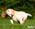 狗感柒狂犬病毒多长时间会死？