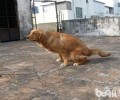 狗狗便秘的缘故和改进方式