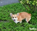 狗狗便秘的缘故和改进方式