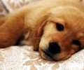 小狗换犬粮拉稀怎么办 小狗换犬粮方式详细介绍