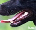 狗狗牙结石伤害小狗怎样清除牙结石