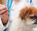 造成 小狗疫苗接种不成功的要素都有哪些？