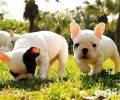 法国斗牛犬生小狗狗较为非常容易孕妇难产吗？