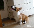 柯基犬大便不成型是着凉了吗？