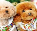 泰迪犬拉出水晶果冻状便就是结肠炎吗？