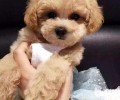 接种疫苗以前能给泰迪犬冼澡吗？