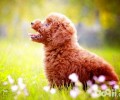 接种疫苗以前能给泰迪犬冼澡吗？