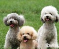 泰迪犬拉肚子必须如何调养？