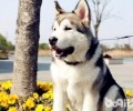 胃肠不好的阿拉斯加犬能够每日都吃益生菌粉吗？