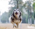 阿拉斯加犬的头发平时该怎么保养？